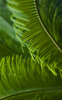 Full frame shot of green leaves