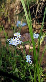 Close-up of honey bee on grass