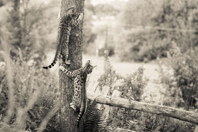 Close-up of cats on tree