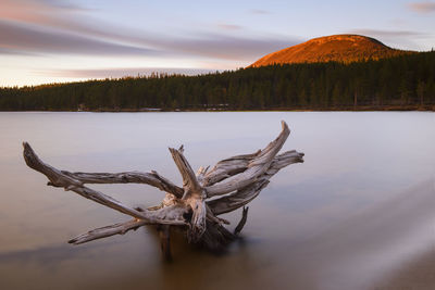 Drift wood at lake during sunset, burusjon, dalarna, sweden.