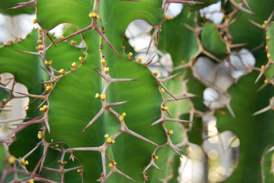 Close-up of fresh green plants