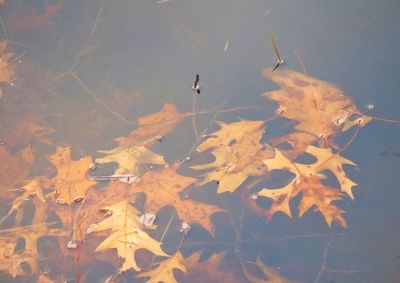 High angle view of birds swimming in lake