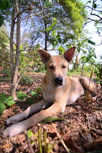 Portrait of dog on field in forest