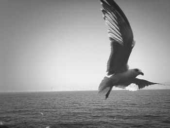 Seagull flying over water
