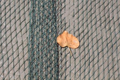 High angle view of dry leaf on fishing net at beach
