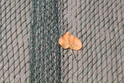 High angle view of dry leaf on footpath