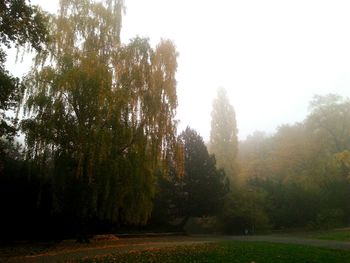 Scenic view of trees