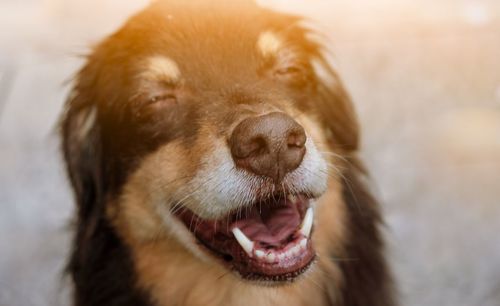 Close-up of dog