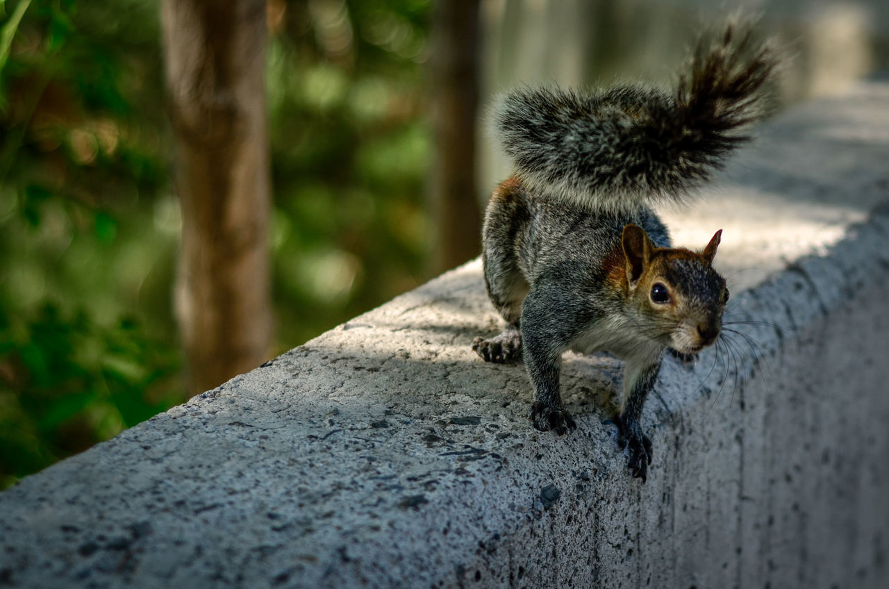 animal wildlife, rodent, animal themes, animal, animals in the wild, one animal, mammal, squirrel, no people, day, focus on foreground, outdoors, tree, nature, close-up, selective focus, rock, tree trunk, trunk, solid, whisker