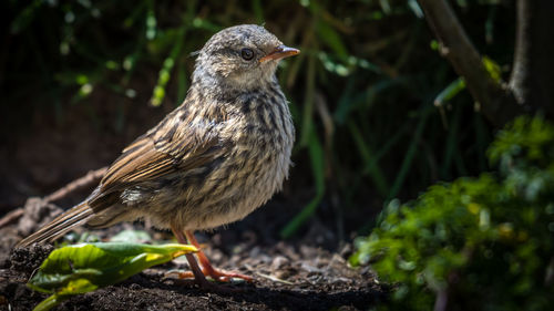 Close-up of bird perching on plant