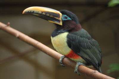 Close-up of bird perching on branch