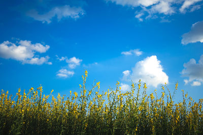 Yellow flowering plants on field against sky