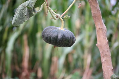 Close-up of fruit growing on tree