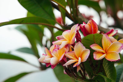 Close-up of pink flowering plant