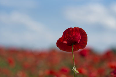 Close-up of red poppy flower