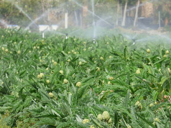 Close-up of plants in water