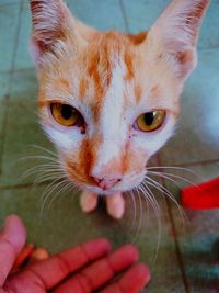 Close-up portrait of a cat