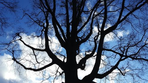 Low angle view of silhouette tree against sky