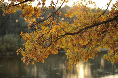 Autumn tree by lake