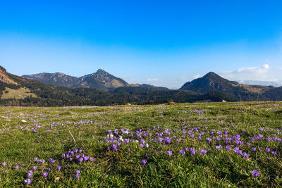 Scenic view of purple flowering plants on field against blue sky