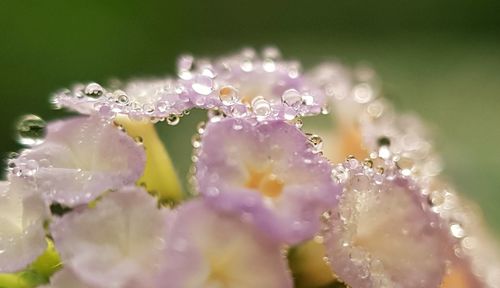 Close-up of raindrops on purple flower