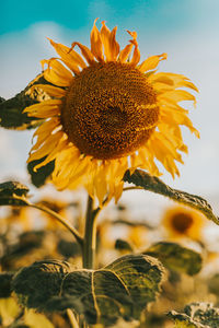 Close-up of sunflower against sky