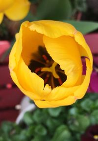 Close-up of yellow flower blooming outdoors