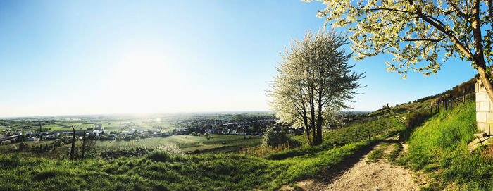 Scenic view of field against clear sky