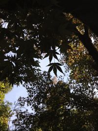 Low angle view of trees in forest during autumn