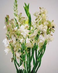 Close-up of white flowering plant