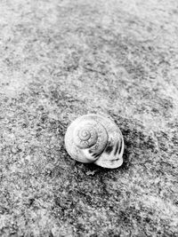 Close-up of snail