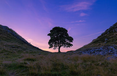 Sycamore gap tree at sunset 