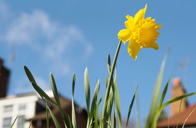 Low angle view of yellow flowering plant against sky