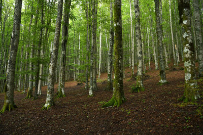 Trees growing in forest