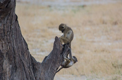 Young monkey on tree trunk