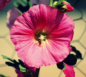 Close-up of pink flower