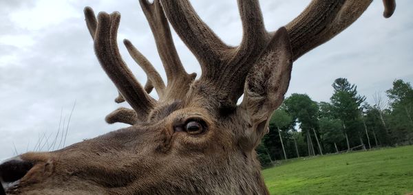 Close-up of deer