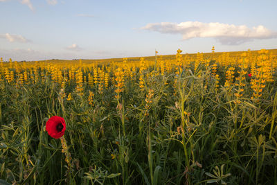 Scenic view of poppy field against sky