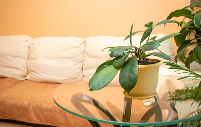 Indoor plant ficus on glass table in real living room before light couch. 