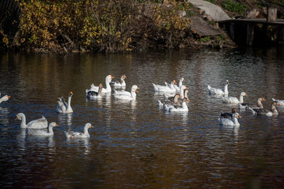 Ducks swimming in lake