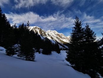 Pine trees on snowcapped mountains against sky