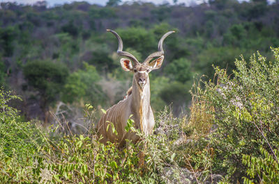 Portrait of deer standing on field