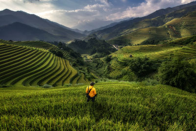 Scenic view of rice field against sky