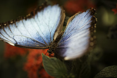 Close-up of butterfly on leaves