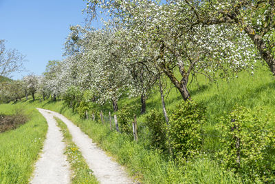 Road amidst plants and trees against sky