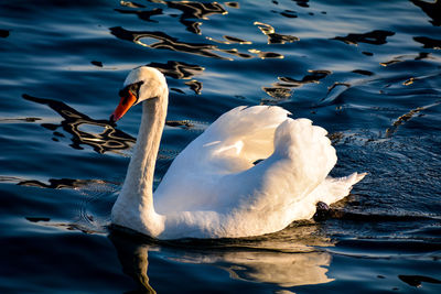 Swan floating on lake