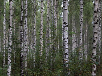 Pine trees in forest