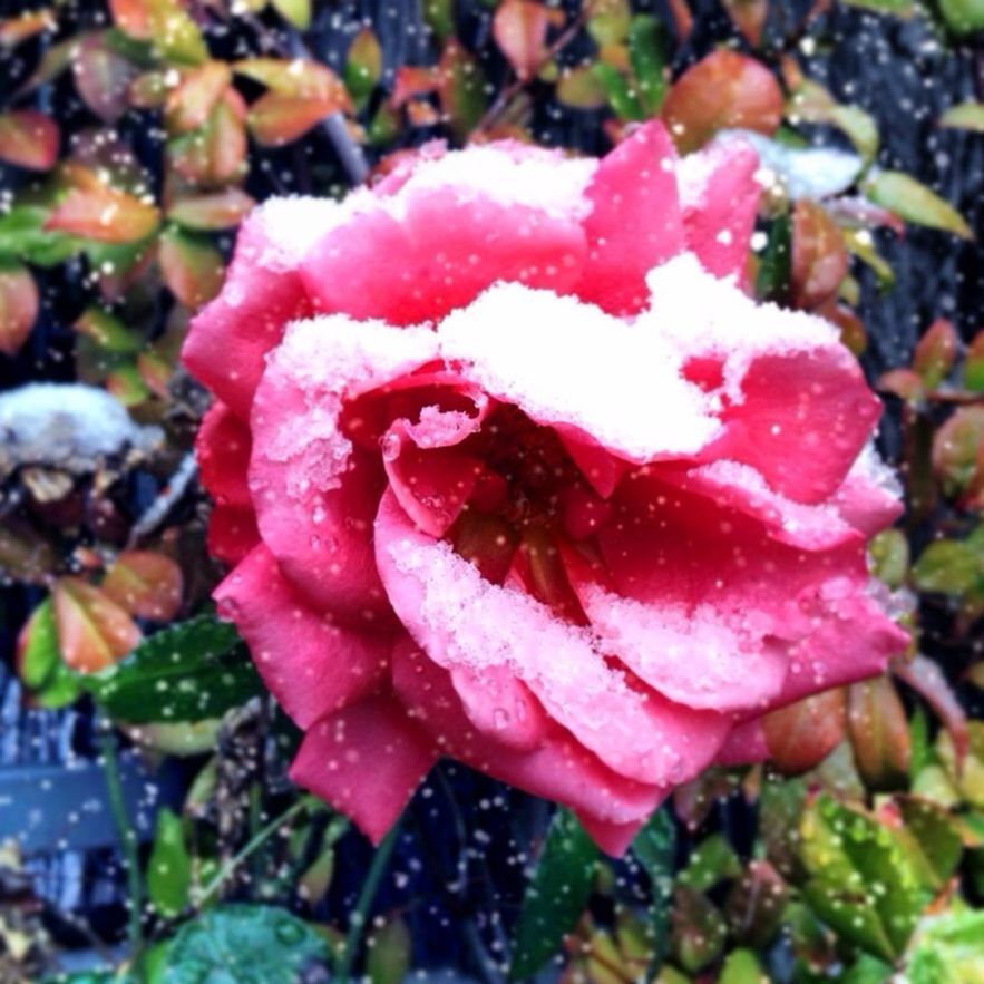 freshness, flower, petal, drop, flower head, fragility, wet, close-up, water, beauty in nature, growth, nature, focus on foreground, pink color, single flower, blooming, dew, plant, rose - flower, raindrop