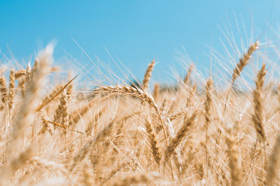 Close-up of wheat growing on field against sky