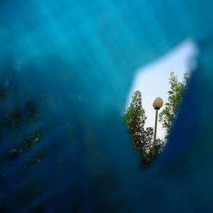 Close-up of tree against blue sky